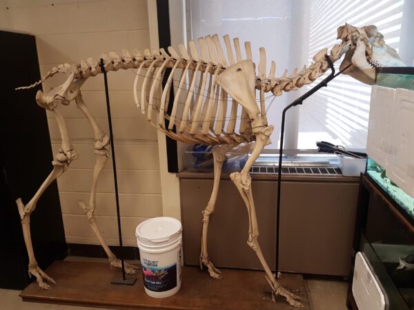 Animal Skeleton - Image 3