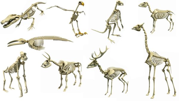 Animal Skeleton