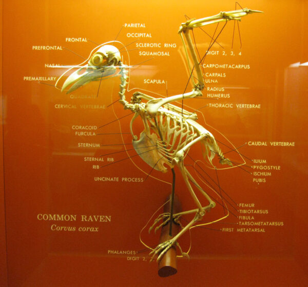 Birds Skeleton - Image 2