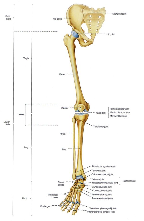 Bones and joint: leg