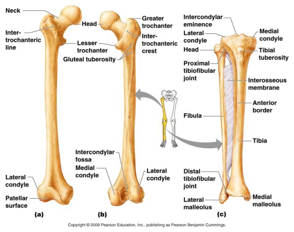 Bones and joint: leg - Image 2