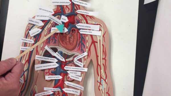 Circulatory Systems