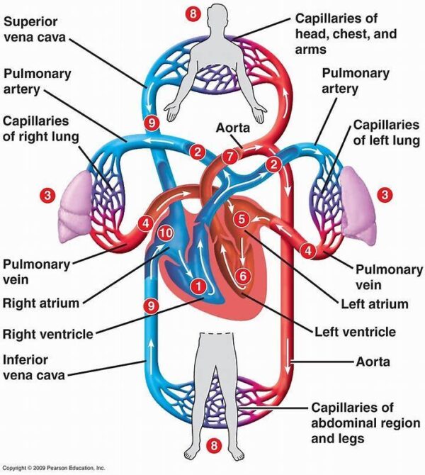 Circulatory Systems - Image 3