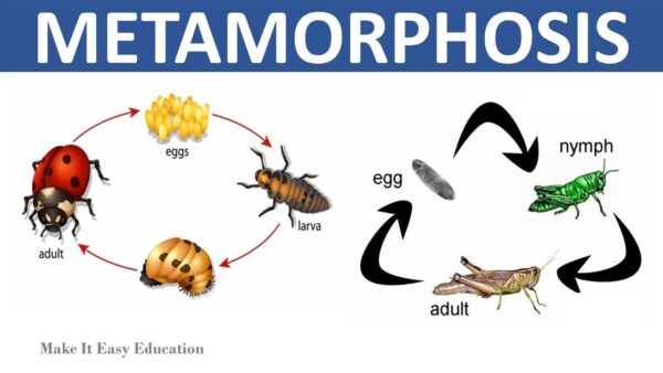 Complete and incomplete metamorphosis - Image 3