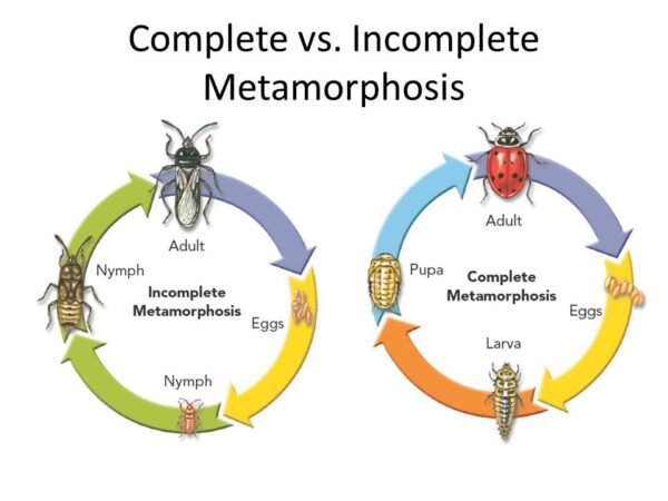 Complete and incomplete metamorphosis