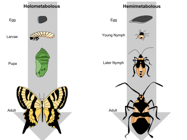 Complete and incomplete metamorphosis - Image 2