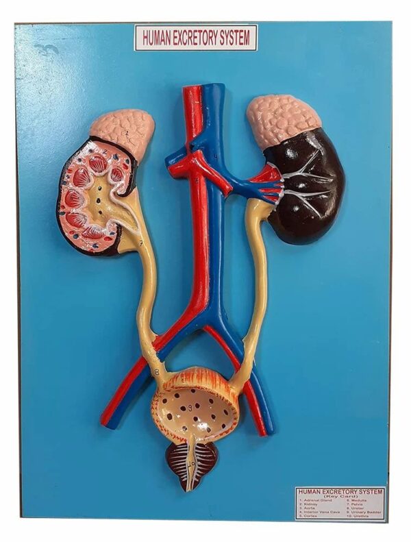 Excretory Systems