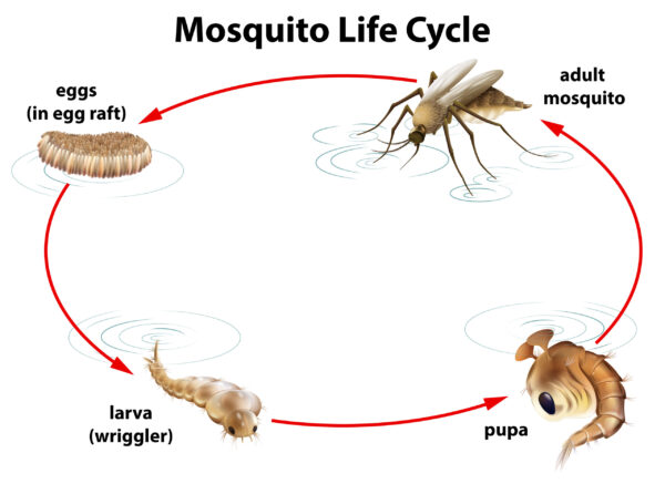 Life Cycle of Mosquito