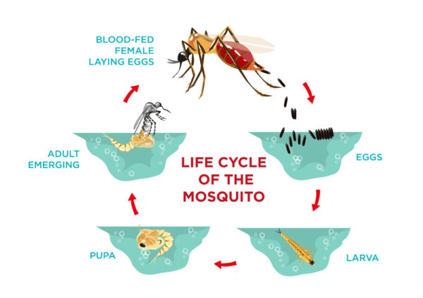 Life Cycle of Mosquito - Image 2