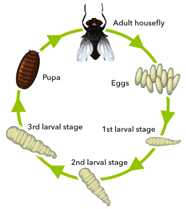 Life Cycle of house fly - Image 2