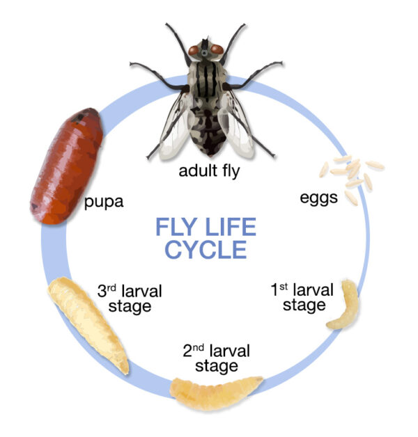 Life Cycle of house fly