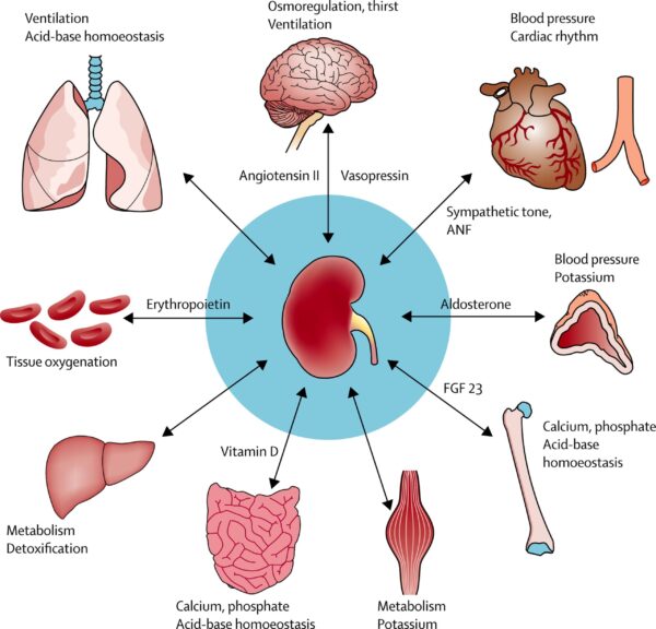 Organs: Brain Kidney Heart - Image 3