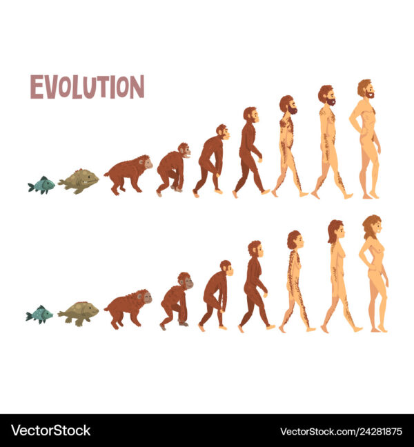 Pictures depicting, evolutionary stages