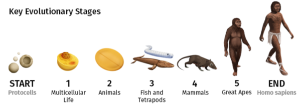 Pictures depicting, evolutionary stages - Image 2