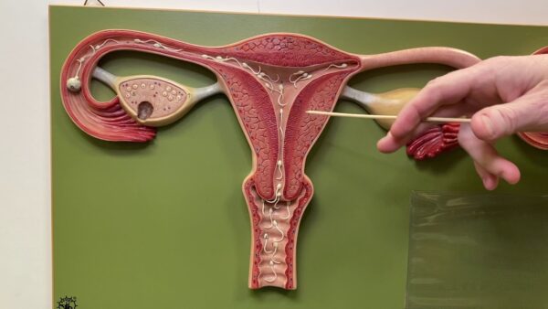 Reproductive system