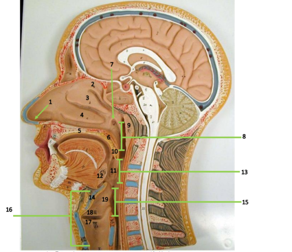 Respiratory Systems