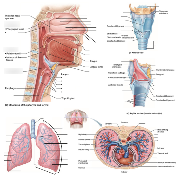 Respiratory Systems - Image 3