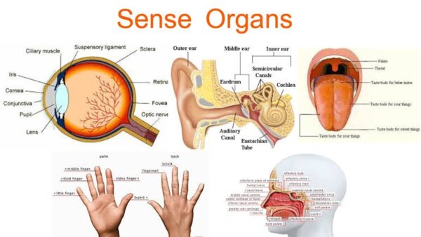 Sense Organs: Eye Ear Skin Nose Tongue