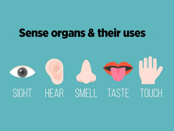 Sense Organs: Eye Ear Skin Nose Tongue - Image 2