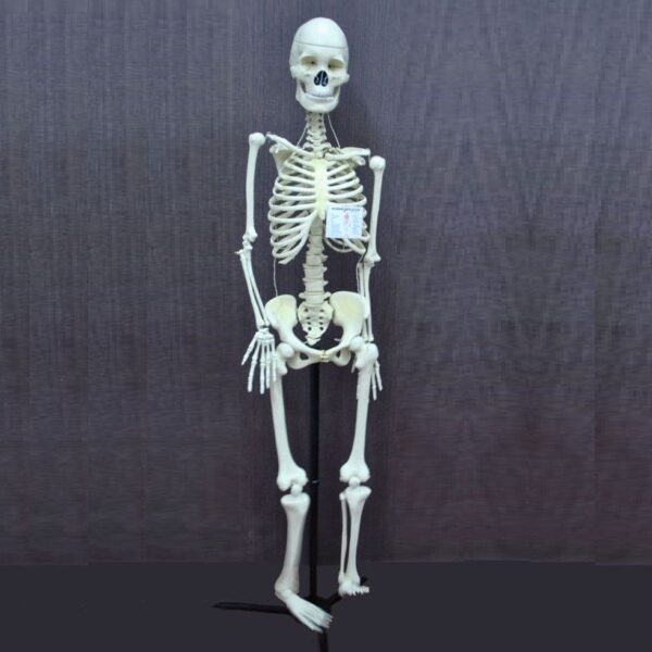 Human Skeleton - Image 2