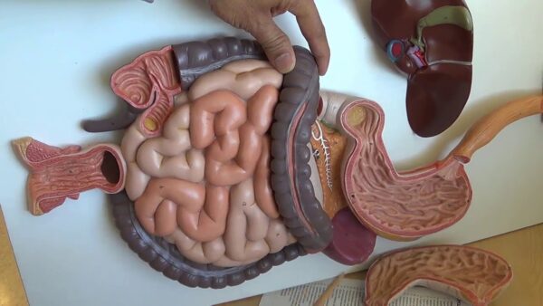 Digestive Systems