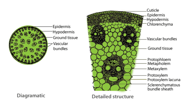 T. S. Dicot root & stem - Image 2