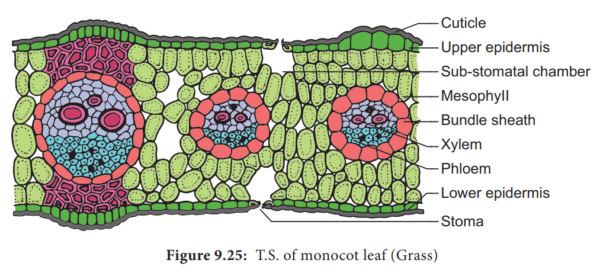 T. S. Leaf of Monocot & Dicot - Image 2