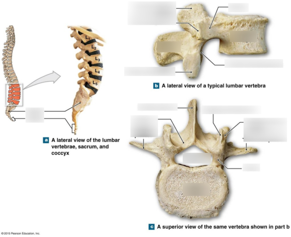 Vertebra - Image 2